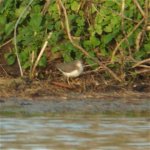 spotted_sandpiper_7oct06_420_20b.jpg