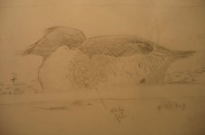 Goosander3.jpg