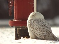 SnowyOwl0784b.jpg