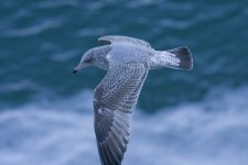 Herring Gull.jpg