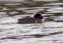 green wing teal quacking at dundalk harb nov 06.jpg