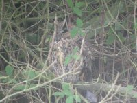 RH Long Eared Owl 1.JPG