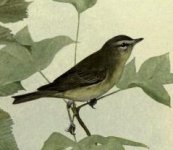 philadelphia vireo.jpg