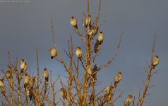 Waxwings-79.jpg