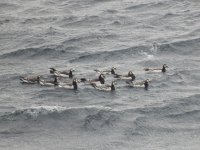 Barnacle Geese 1 resize.jpg