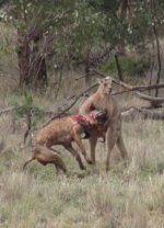 Roo headlocks pigdog.jpg