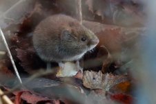 20161220 (3)_Bank_Vole.JPG