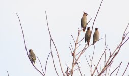 waxwing4.jpg