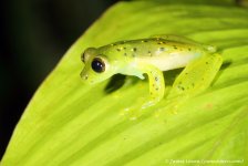 6a_glass frog sp_Septimo Paraiso, EC_10-11-16_LOW2190.JPG