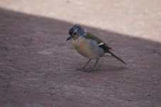 Maybe Common Chaffinch ss Madeira.JPG