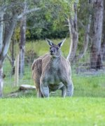 massive_kangaroo-Photographer_William_Thomsen_snapped_near_-a-102_1477925996738.jpg