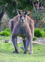 Large male kangaroo in the garden_Christine.jpg