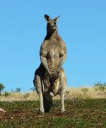 Big Grey Buck Roo.jpg