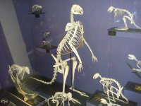Kangaroo Skeleton.jpg