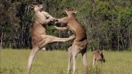 Kangaroo_Fighting.jpg