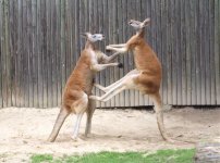 Fighting Red Kangaroos_wiki.jpg