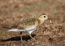 Golden Plover - (Pluvialis apricaria) Kalloni Salt Pans 061116 01.JPG