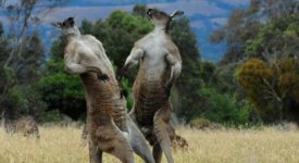 kangaroo-matt-walker-dpc.jpg