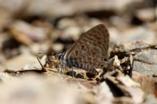 Langs Short-tailed Blue sp 2.jpg