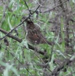 Crop_Sparrow_SpanoPark_Fresno_20170114_IMG_5138.jpg