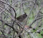 Crop_Sparrow_SpanoPark_Fresno_20170114_IMG_5135.jpg