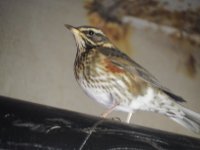 Redwing resize.jpg