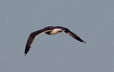 Crop_Gull_SpanoPark_Fresno_20160116_IMG_5305.jpg