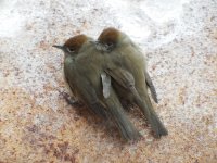 Blackcaps huddled resize.jpg