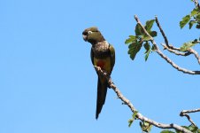 Burrowing Parrot ch 2.jpg