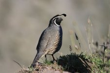 California Quail ch 1.jpg