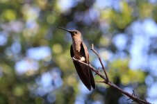 Giant Hummingbird ch 1.jpg