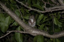 Austral Pygmy Owl ch 1.jpg