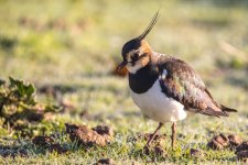 Lapwing.jpg