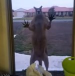 crazed kangaroo at window.jpg