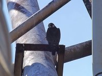 Peregrine resize.jpg