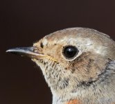 Redstart close up.jpg