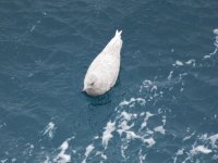 Iceland Gull resize.jpg