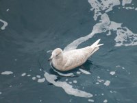 Iceland Gull 2 resize.jpg