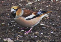 Hawfinch simply the best No 2.jpg