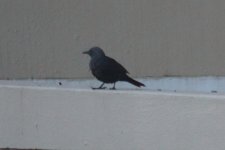 Unidentified - possible cape crow - Protea Cape Town - South Africa 2016-11-12 323.JPG