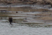 Unidentified - Poss Common Ringed-Plover Kruger - South Africa 2016-11-18 658.JPG