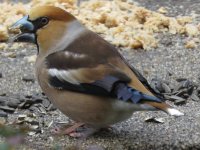 hawfinch.jpg