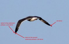 Crop_Gull_SpanoPark_Fresno_20160116_IMG_5305 - Kopie.jpg