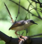 ashyprinia.jpg