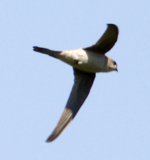 duskycragmartin1.jpg