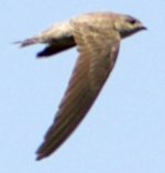 duskycragmartin2.jpg