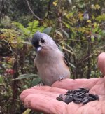 Tufted Titmouse.jpg