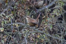 White-throated Tapaculo ch 1.jpg