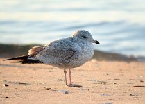 GULLS49.jpg