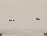 white-winged_scoter.jpg